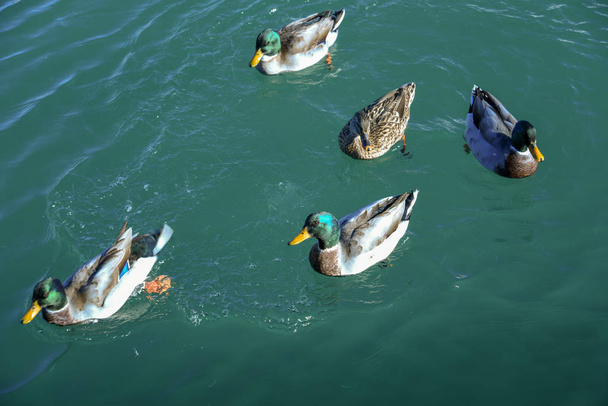 Pływanie kaczek w wodzie - Zdjęcie, obraz