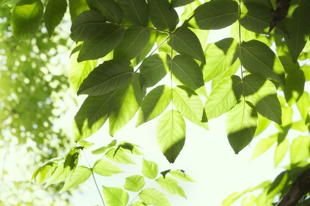 kayın ağacı yaprağı - Fotoğraf, Görsel
