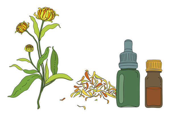 Ilustración botánica a color dibujada a mano de la flor de caléndula, hojas, pétalos y botellas de aceite o tintura en vector
 - Vector, Imagen