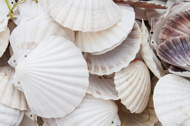 Conchas marinas en la tienda callejera
 - Foto, imagen