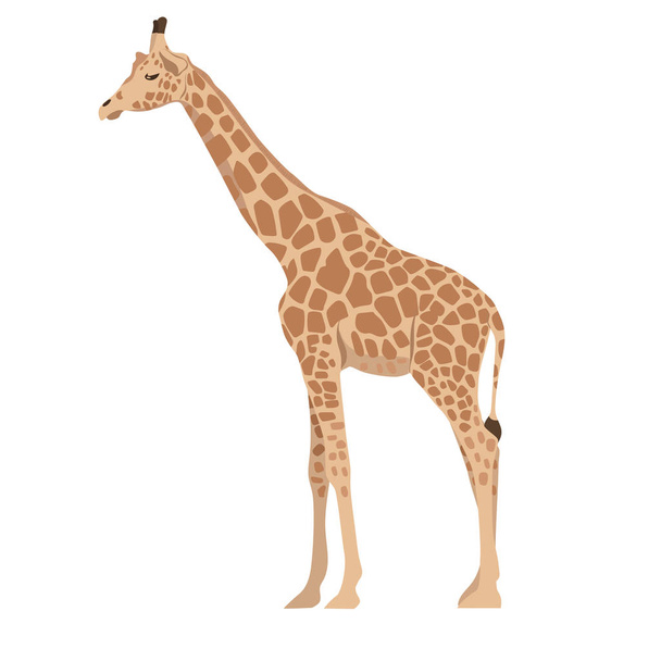 Giraffe isolated on a white background. Vector graphics. - Vector, Image
