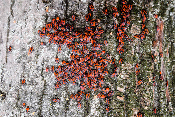 Red bugs bask in the sun on tree bark. Autumn warm-soldiers for beetles - Photo, Image