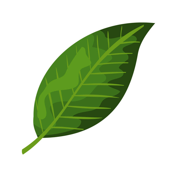 ikona odizolowanych roślin liści ekologicznych - Wektor, obraz