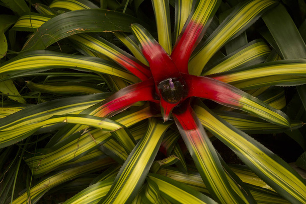Neoregelia carolinae 'Tricolor', Kızarma Bromeliad. - Fotoğraf, Görsel