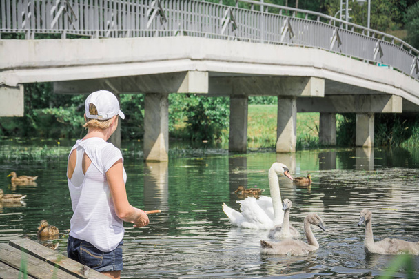 Attractive woman Feeds Swans - Photo, image