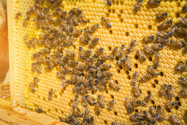 teamwork concept: honey cell with bees - Foto, Bild