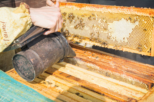 um apicultor vestido como apicultor com uma fumaça em suas mãos serve colmeias com abelhas
 - Foto, Imagem