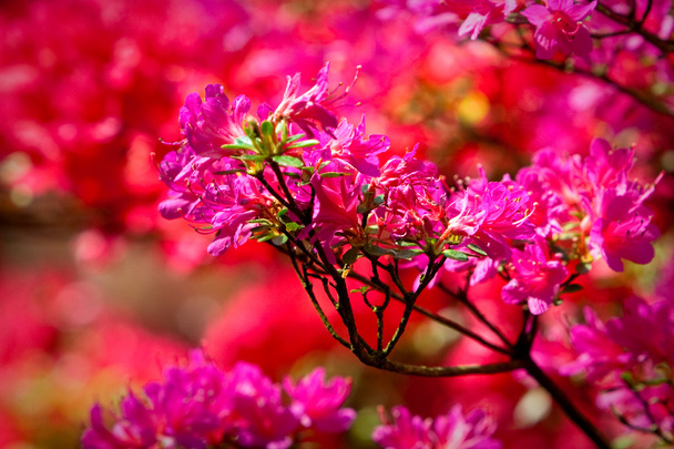 barevné květiny. uzavřít shot - Fotografie, Obrázek