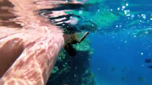 Хлопчик з маскою і трубкою перший раз підводне плавання в Червоному морі біля коралового рифу - Кадри, відео