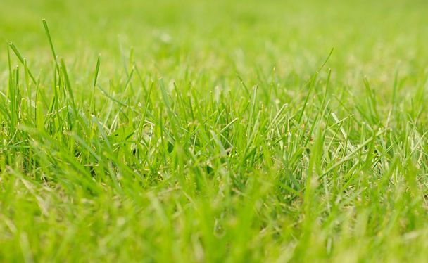 Vibrant green grass close-up - Zdjęcie, obraz
