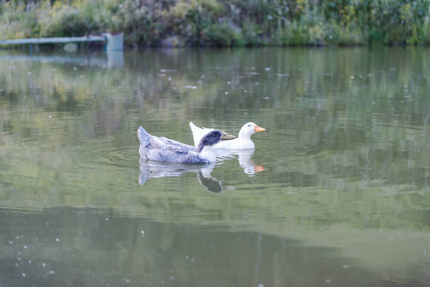 wild ducks on the lake. ducks are swimming. game birds on the lake. - Фото, зображення