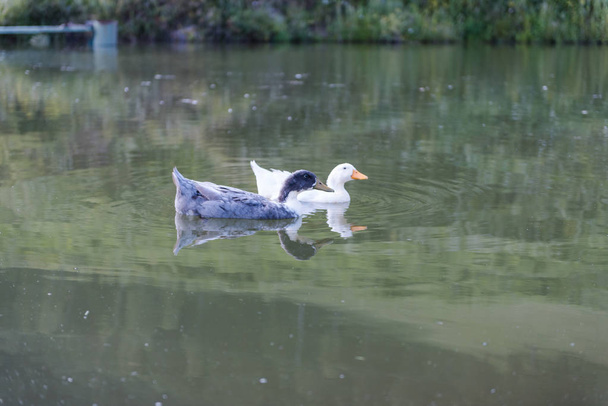 wild ducks on the lake. ducks are swimming. game birds on the lake. - Фото, зображення