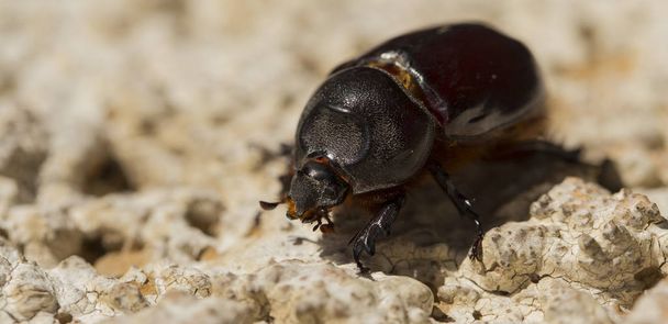 European rhinoceros beetle (Oryctes nasicornis) is a large flying beetle belonging to the subfamily Dynastinae. - Photo, Image