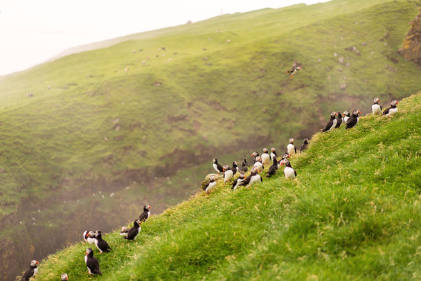 Green mountains and Puffins sitting on edge of cliff. Mykines island, Faroe. - Foto, imagen