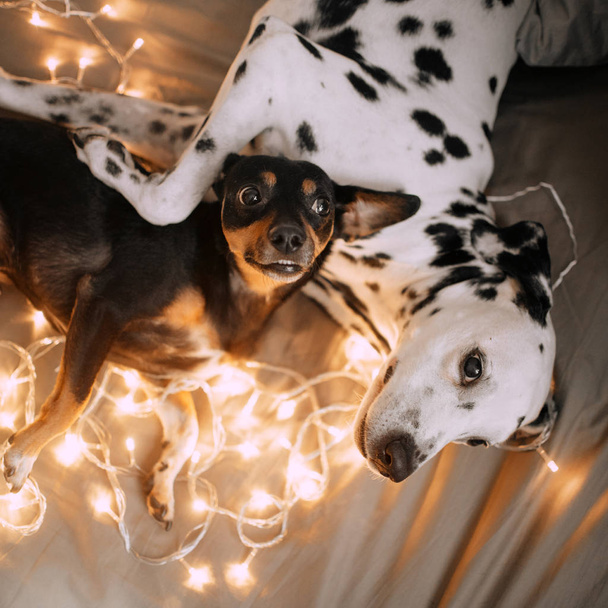 Deux chiens allongés dans une étreinte sur le lit
 - Photo, image