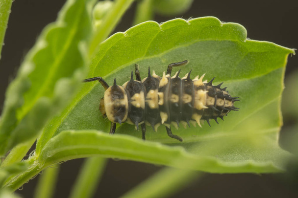 close-up de hipodamia varegata larva joaninha
 - Foto, Imagem