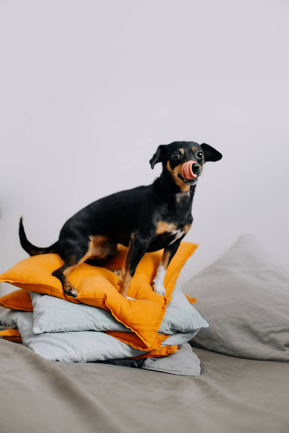 Little black dog sitting on colorful pillows - 写真・画像