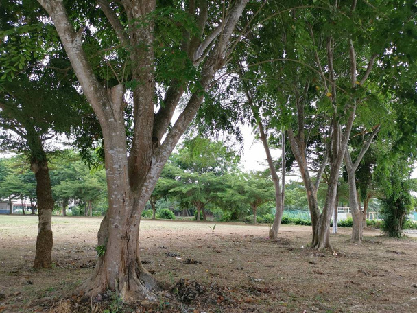 сцена гілок дерев у парку
 - Фото, зображення