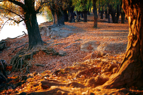 piękne drzewa w lesie jesienią, w pobliżu rzeki, jasne światło słoneczne o zachodzie słońca - Zdjęcie, obraz