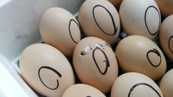 Le poulet dans l'œuf se déplace en essayant de percer la coquille. Poulets nouveau-nés dans un incubateur agricole spécial. Éclosion de poulet à partir d'œufs à la ferme
 - Séquence, vidéo