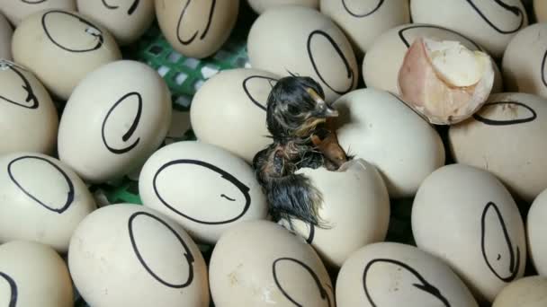 Kurczak w jajku porusza próbuje przełamać powłoki. Noworodki kurcząt w specjalnym inkubatorze rolnictwa. Wylęganie kurczaka z jaj na farmie - Materiał filmowy, wideo