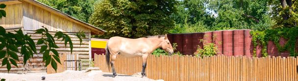 Dziki koń Przewalskiego w zoo jest rzadkim i zagrożonym podgatunkiem dzikiego konia. Koń stoi na środku podwórza. Banner - Zdjęcie, obraz