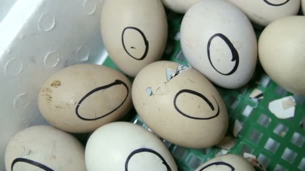 A galinha no ovo move-se tentando romper a casca. Galinhas recém-nascidas em incubadora agrícola especial. Frango que eclode do ovo na fazenda
 - Filmagem, Vídeo