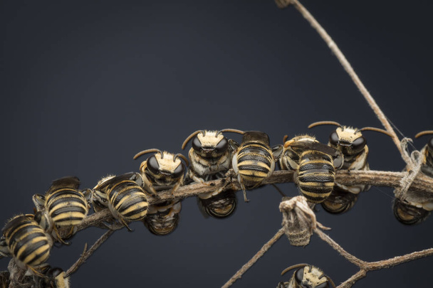 sweat bees resting on branches - Photo, Image