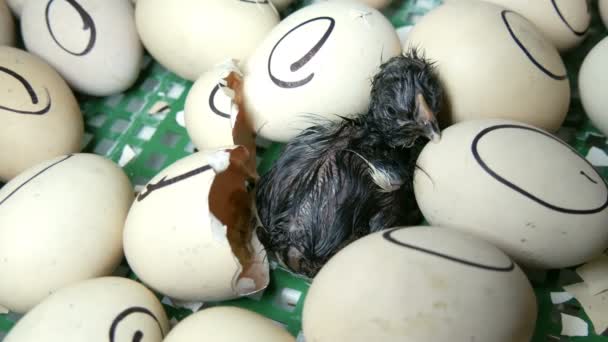 La gallina en el huevo se mueve tratando de romper la cáscara. Pollos recién nacidos en incubadora agrícola especial. Pollo que sale del huevo en la granja
 - Metraje, vídeo