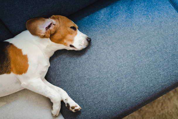 Dog lying on the sofa. View from above - 写真・画像