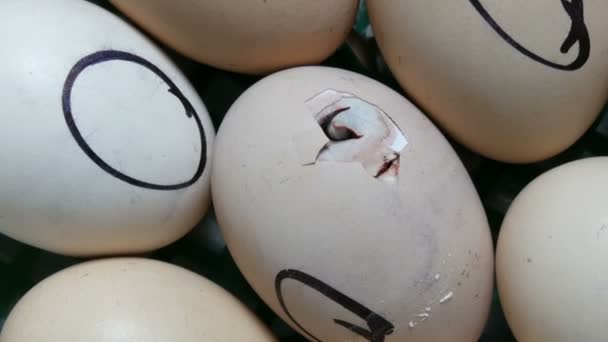 Das Huhn im Ei bewegt sich beim Versuch, die Schale zu durchbrechen. Neugeborene Hühner in einem speziellen landwirtschaftlichen Brutkasten. Hühner schlüpfen auf Bauernhof aus Ei - Filmmaterial, Video