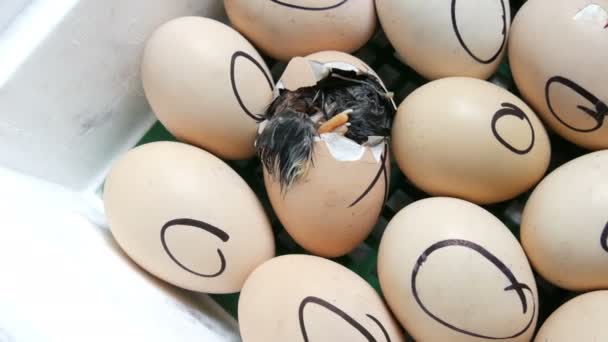 卵の中の鶏は殻を突き破ろうと動く。特別な農業インキュベーターの新生児の鶏。農場で卵から孵化する鶏 - 映像、動画