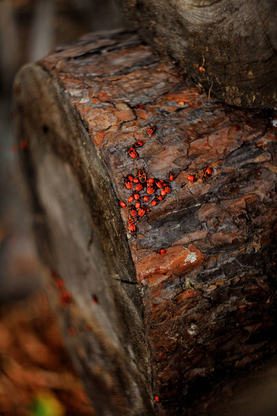 old tree stub with many small bugs in forest  - Valokuva, kuva