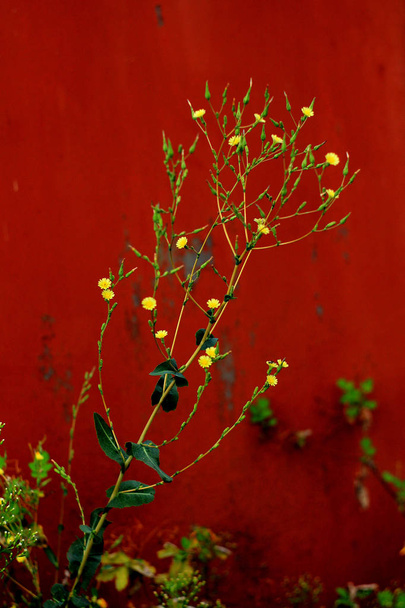 piccoli fiori gialli sullo sfondo rosso
 - Foto, immagini