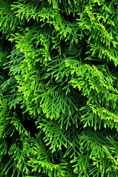 beautiful floral background,  green leaves of arborvitae tree - Photo, image