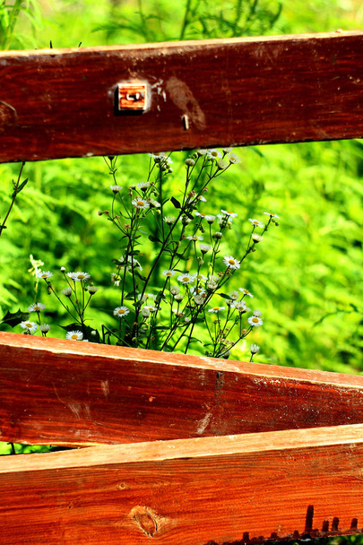 heřmánkový kvetoucí rostliny rostoucí blízko starého plotu  - Fotografie, Obrázek