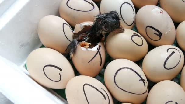 Kananmuna liikkuu yrittäen murtautua kuoren läpi. Vastasyntyneet kanat erityisessä maataloushautomossa. Kananmunan kuoriutuminen tilalla
 - Materiaali, video