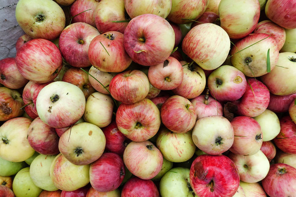 frisch geerntete Äpfel vom Boden, Nahaufnahme für den Hintergrund - Foto, Bild