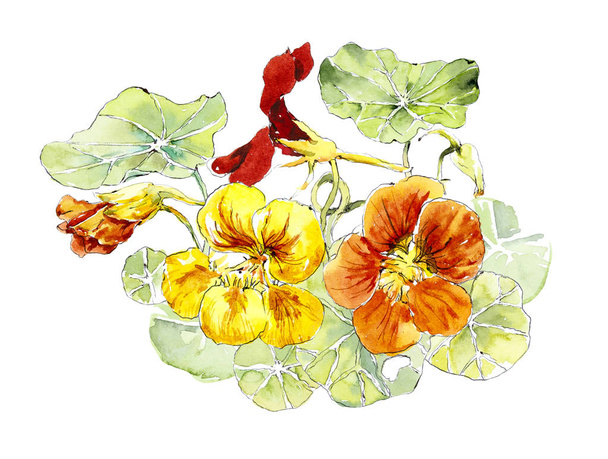 Flowers nasturtium. Watercolor hand drawn illustration - Photo, Image