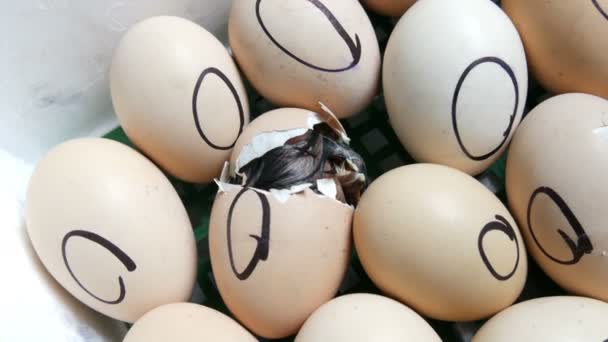 De kip in de Egg beweegt proberen te breken door de schelp. Pasgeboren kippen in speciale agrarische incubator. Kip broedeieren van ei op boerderij - Video