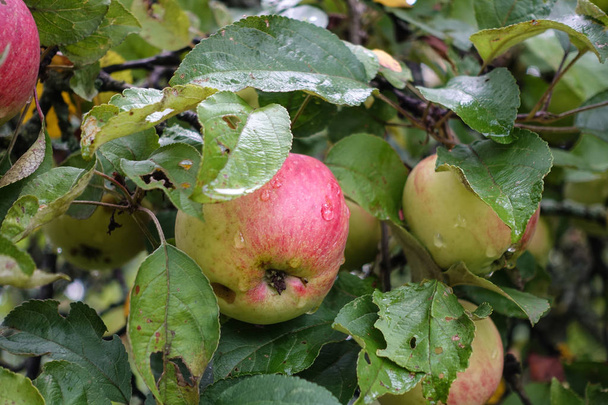 Červené lahodné jablko s kapkami na vodu. Lesklá, lahodná jablka visící ze stromových větví v jablovém sadu - Fotografie, Obrázek
