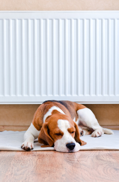 chien se repose près d'un radiateur chaud
 - Photo, image