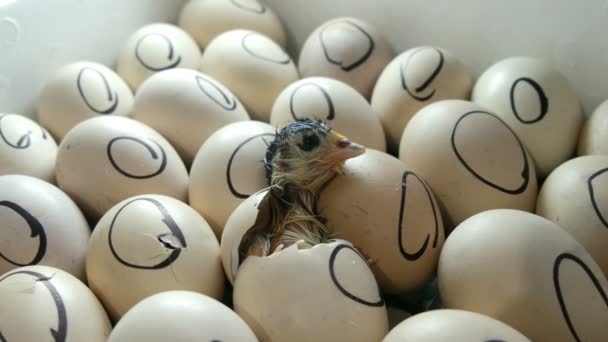 A galinha no ovo move-se tentando romper a casca. Galinhas recém-nascidas em incubadora agrícola especial. Frango que eclode do ovo na fazenda
 - Filmagem, Vídeo