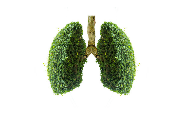 Lung green tree-shaped images, medical concepts, autopsy, 3D display and animals as an element - Foto, immagini
