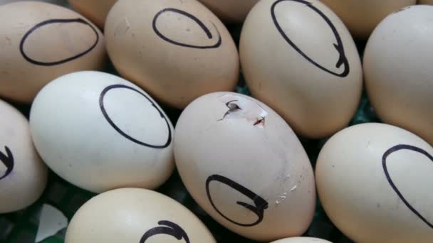 Das Huhn im Ei bewegt sich beim Versuch, die Schale zu durchbrechen. Neugeborene Hühner in einem speziellen landwirtschaftlichen Brutkasten. Hühner schlüpfen auf Bauernhof aus Ei - Filmmaterial, Video