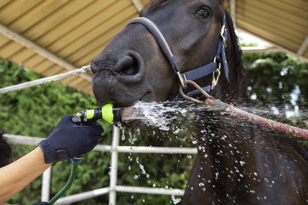 Horse bath. A woman cleans a horse. - Фото, изображение