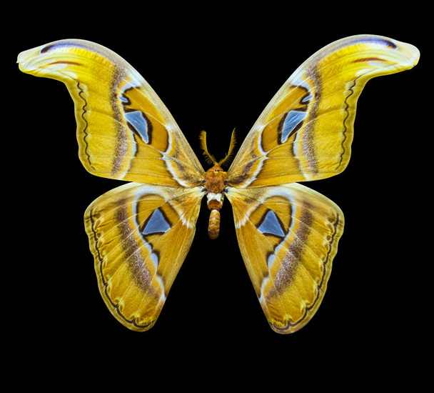 Atlas papillon isolé sur fond noir
 - Photo, image