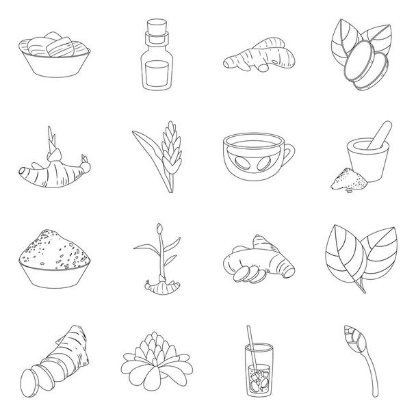 Vector illustration of vegetable and natural logo. Set of vegetable and ingredient stock symbol for web. - Vector, imagen