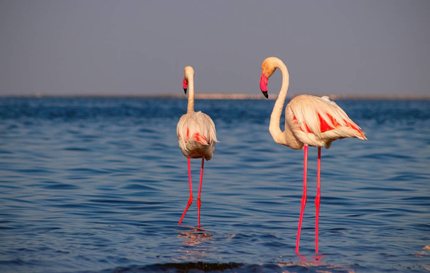 Dos pájaros de flamenco africano rosado caminando alrededor de la laguna y buscando comida
 - Foto, imagen