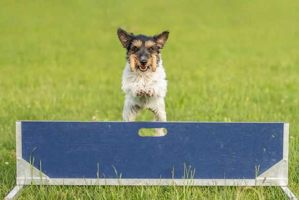 Niedlicher kleiner Jack Russell Terrier Hund springt schnell über eine Hürde - Foto, Bild